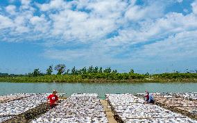 Dried Fish