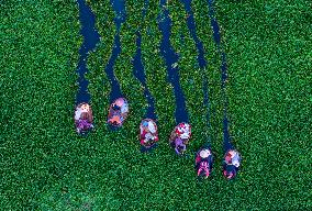 Villagers Picking Water Chestnut in Taizhou