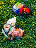 Villagers Picking Water Chestnut in Taizhou