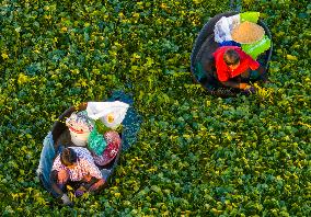 Villagers Picking Water Chestnut in Taizhou