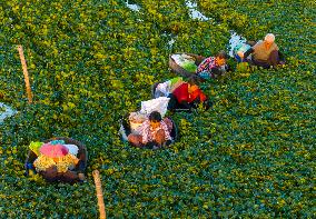 Villagers Picking Water Chestnut in Taizhou