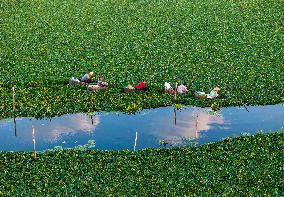 Villagers Picking Water Chestnut in Taizhou