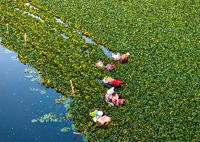 Villagers Picking Water Chestnut in Taizhou