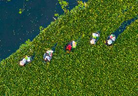 Villagers Picking Water Chestnut in Taizhou