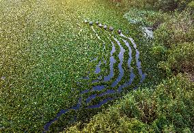 Villagers Picking Water Chestnut in Taizhou