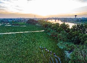 Villagers Picking Water Chestnut in Taizhou