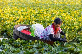 Villagers Picking Water Chestnut in Taizhou