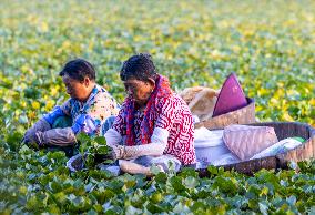 Villagers Picking Water Chestnut in Taizhou