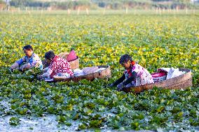 Villagers Picking Water Chestnut in Taizhou