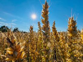 Wheat Field In Mantorp, Sweden