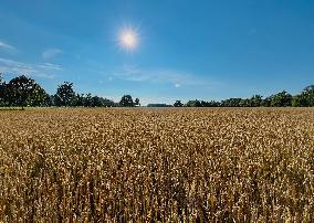 Wheat Field In Mantorp, Sweden