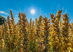 Wheat Field In Mantorp, Sweden