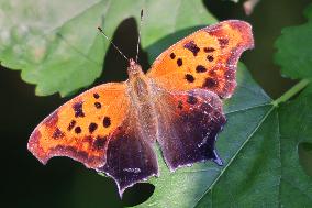 Question Mark Butterfly