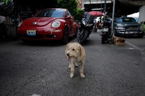 World Dog Day In Mexico