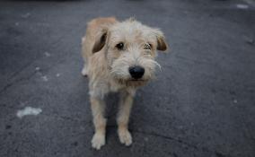 World Dog Day In Mexico