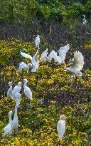 Egrets Gather in A Forest in Suqian