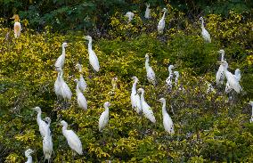 Egrets Gather in A Forest in Suqian