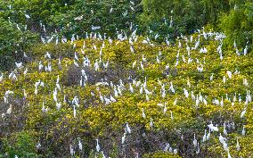 Egrets Gather in A Forest in Suqian