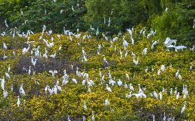 Egrets Gather in A Forest in Suqian