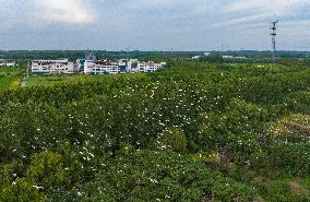 Egrets Gather in A Forest in Suqian