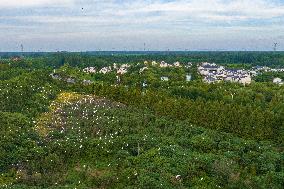 Egrets Gather in A Forest in Suqian