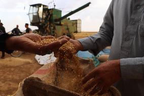 SYRIA-HASAKAH-WHEAT HARVEST