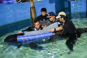 Short-Finned Pilot Whale Recovering - China