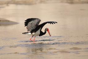 CHINA-GANSU-WETLAND-MIGRATORY BIRDS (CN)