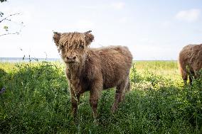 Highland cattle