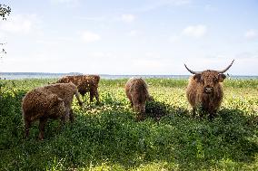 Highland cattle