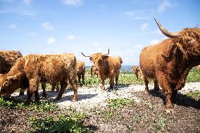 Highland cattle