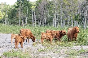 Highland cattle