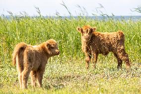 Highland cattle