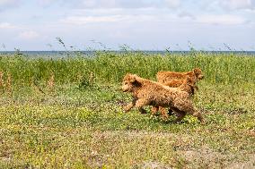 Highland cattle