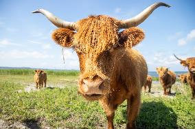 Highland cattle