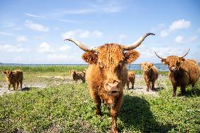 Highland cattle