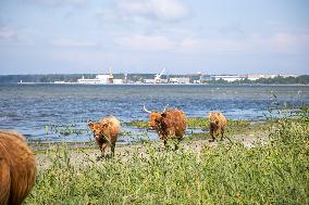 Highland cattle