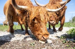 Highland cattle