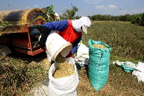 INDONESIA-KARANGANYAR-PADDY-HARVEST