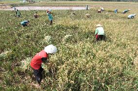 INDONESIA-KARANGANYAR-PADDY-HARVEST