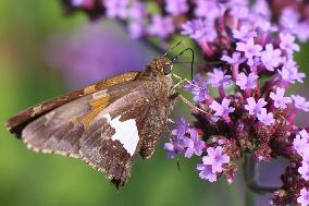 Silver-spotted Skipper Butterfly