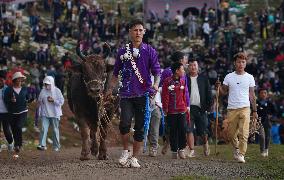 (SichuanMosaics)CHINA-SICHUAN-BUTUO-TORCH FESTIVAL-BULLFIGHTING (CN)