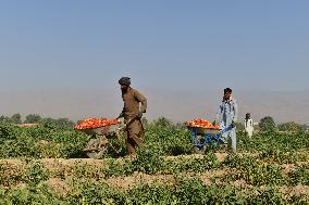 AFGHANISTAN-BAGHLAN-TOMATOES