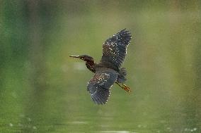 Waterfowl At The Oxbow Nature Conservancy