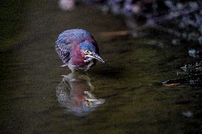 Waterfowl At The Oxbow Nature Conservancy