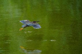 Waterfowl At The Oxbow Nature Conservancy