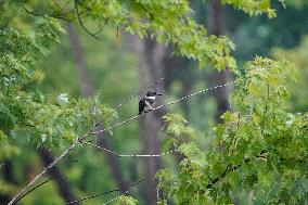 Waterfowl At The Oxbow Nature Conservancy