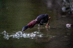 Waterfowl At The Oxbow Nature Conservancy