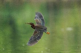 Waterfowl At The Oxbow Nature Conservancy