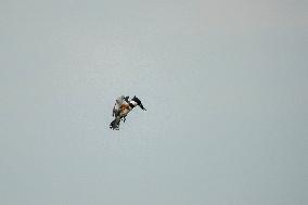 Waterfowl At The Oxbow Nature Conservancy